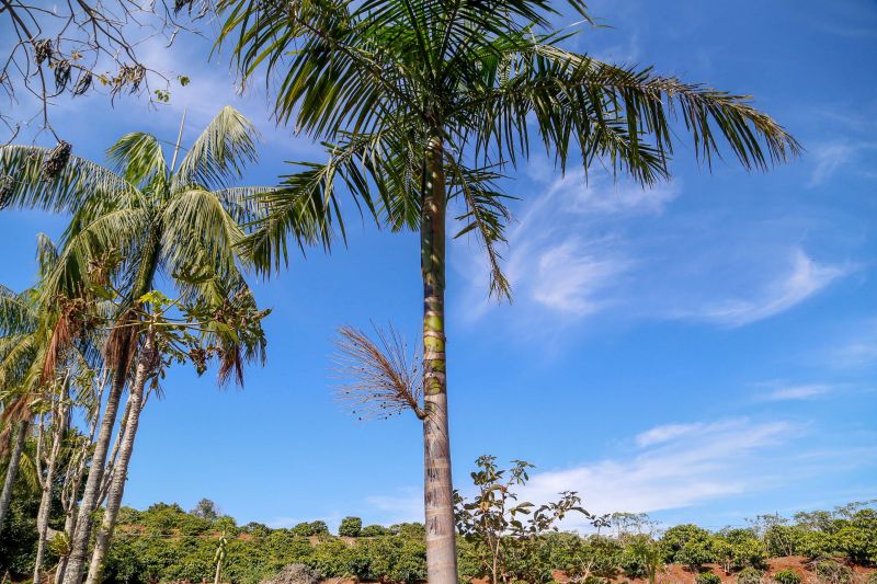 Ivaiporã quer ser capital do açaí do Paraná