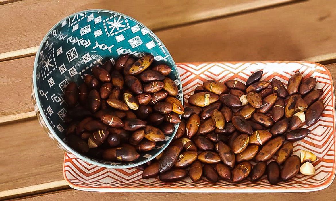 Castanha do Cerrado, baru é rico em nutrientes