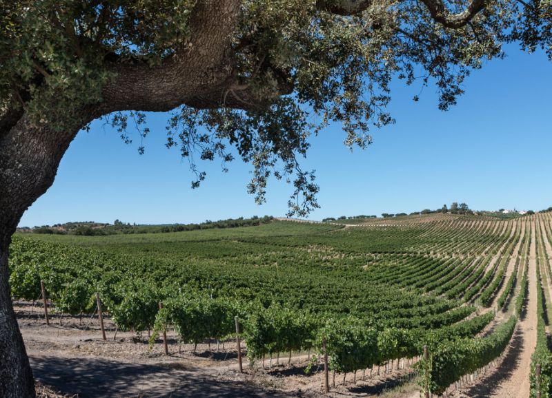 Vinhos do Alentejo criam selo de produção sustentável