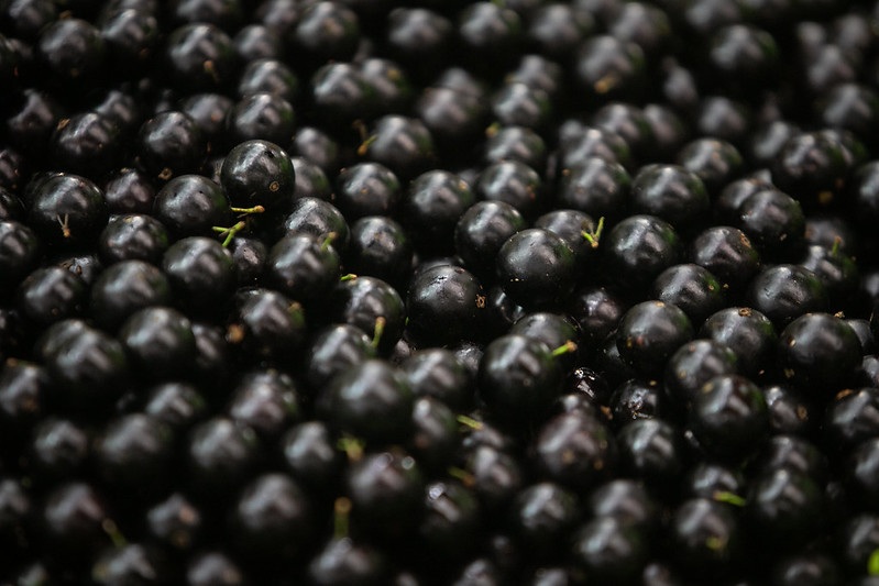 Primavera é tempo de comer jabuticaba