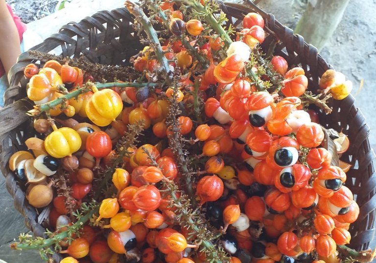Guaraná dos índios sateré-mawé conquista Indicação Geográfica