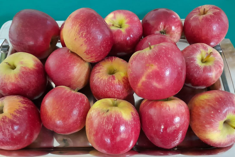 Pesquisa sobre maçã orgânica tem 1ª colheita no PR