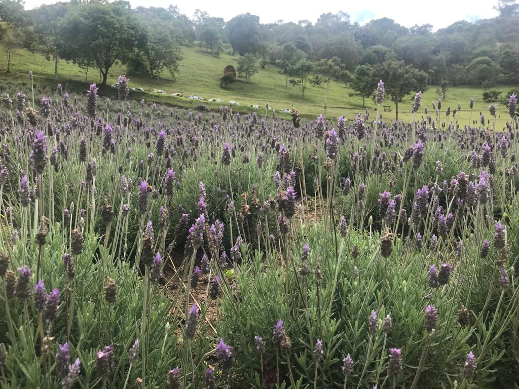 Contemplário, em Cunha (SP), garante sabores e odores da lavanda