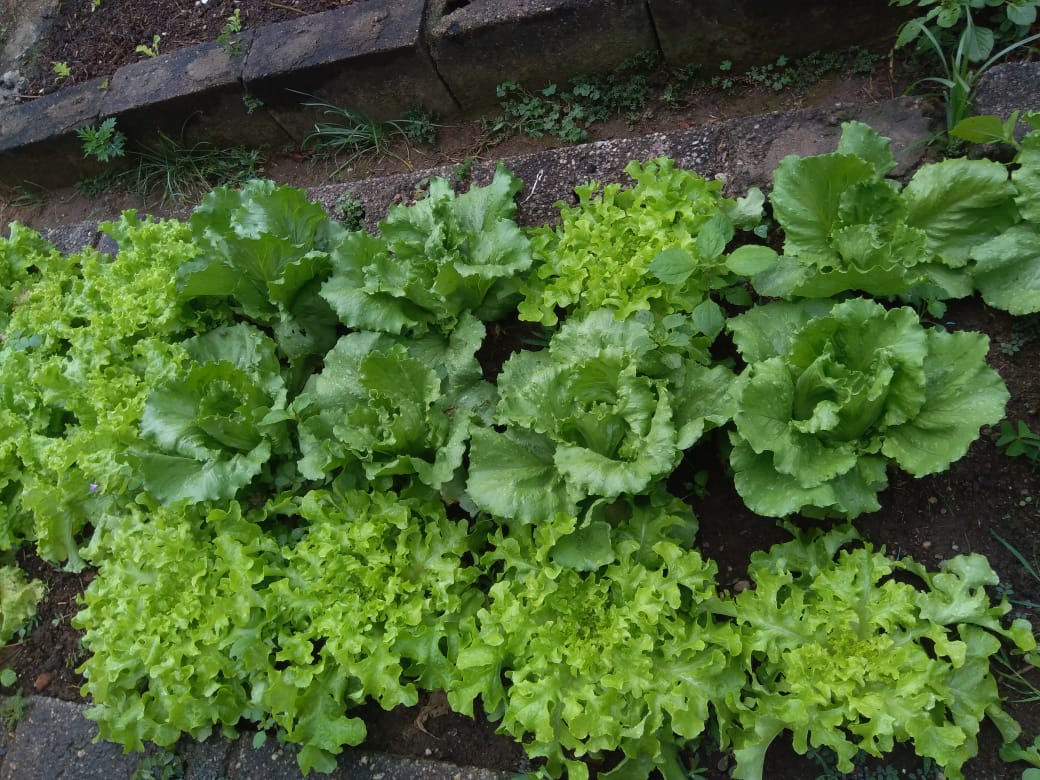 Vale do Sonho Hotel ampliará horta orgânica