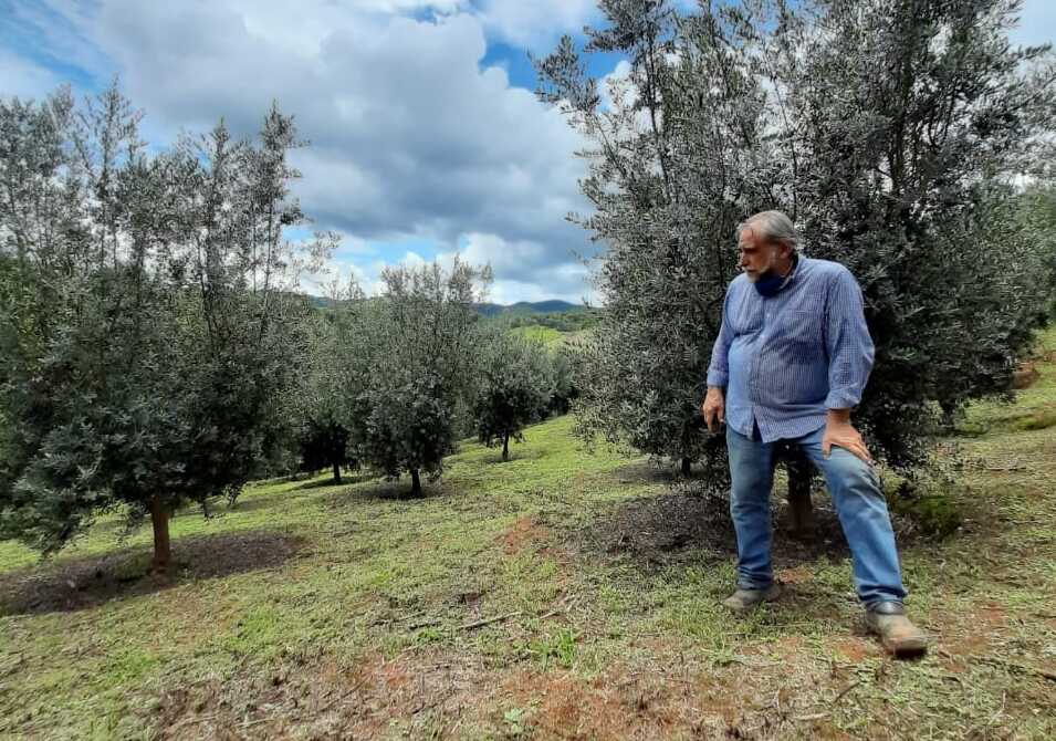 Dono do Azeite Rossini fala sobre a produção e a Mantiqueira