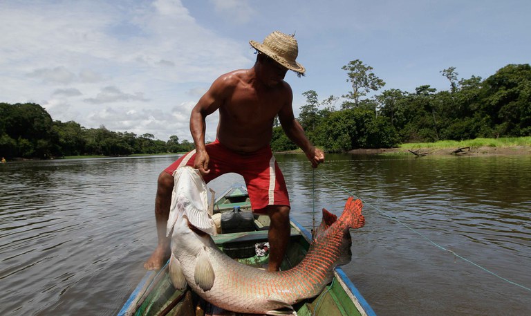 Pirarucu - Foto - Governo do Amazonas