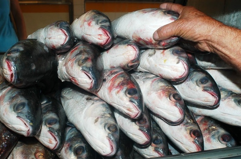 Semana do Pescado será em setembro em todo País