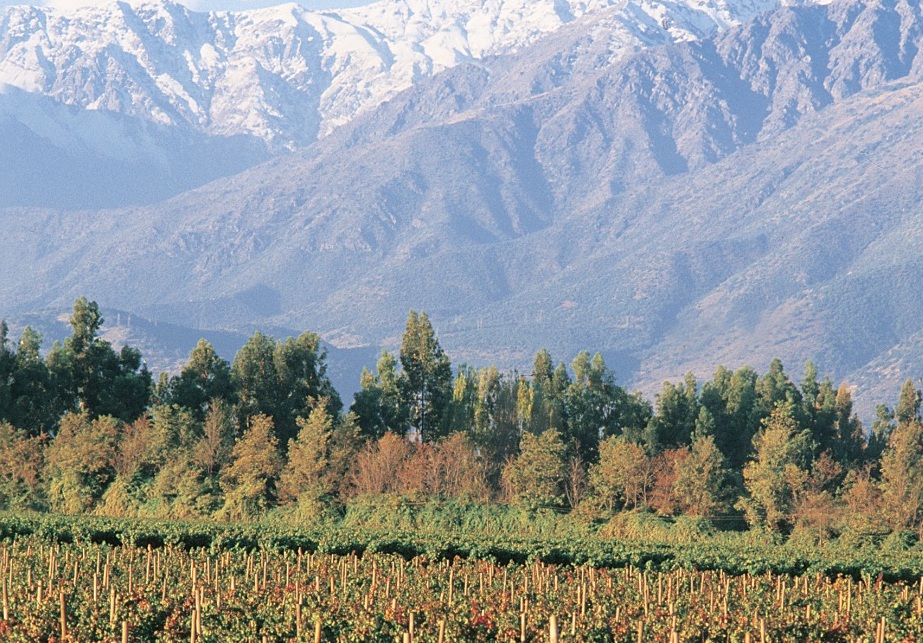 Don Melchor (Chile) reabre vinícola para visitação