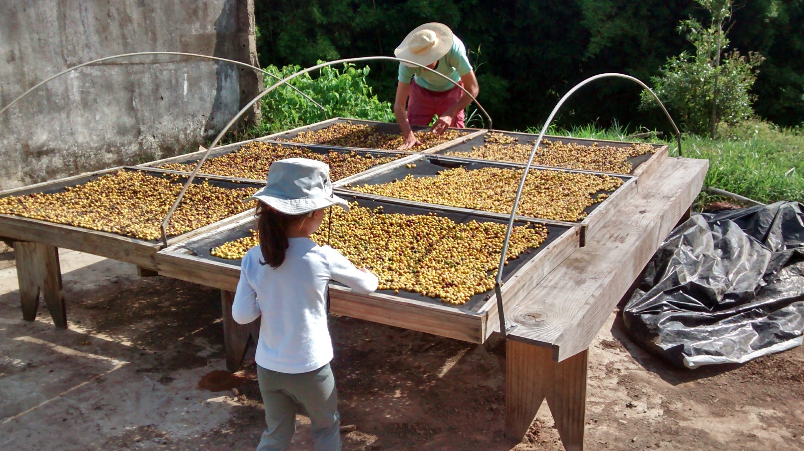 Sitio em Cunha SP produz cafe agroecologico 1 Foto Renata Leitão