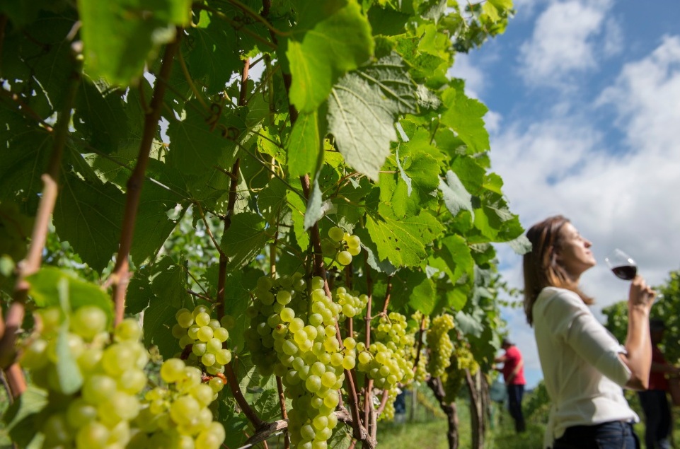 Vindima em Gramado RS tera Vila do Vinho 2 Foto Rafael Cavalli