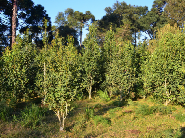 Erva-mate catarinense conquista Indicação Geográfica Foto Aires Mariga_Epagri