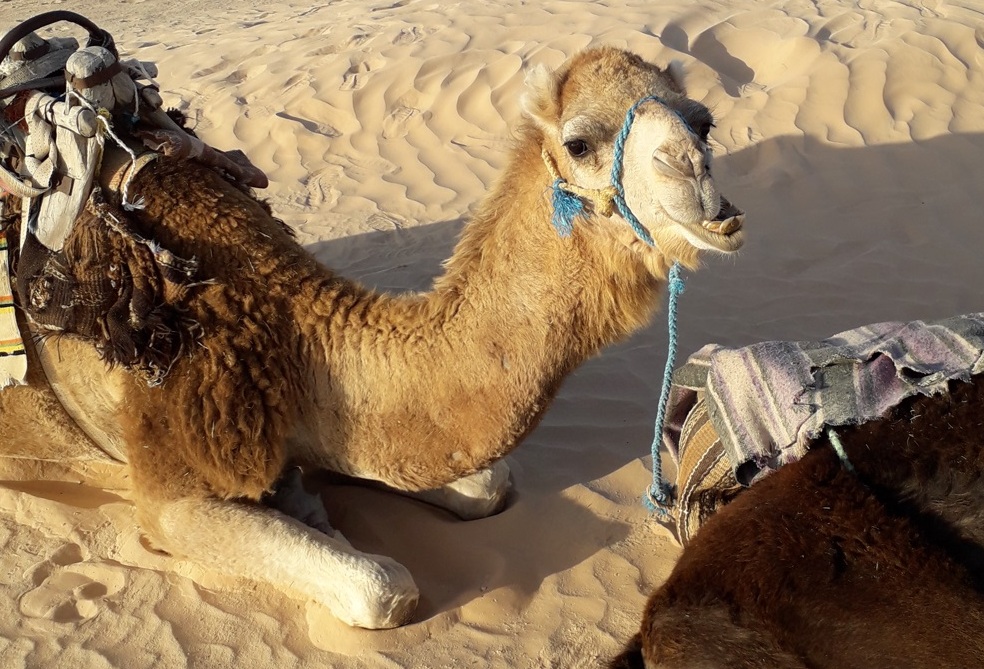 Deserto é entretenimento no Sul da Tunísia Foto Claudio Schapochnik Que Gostoso 1