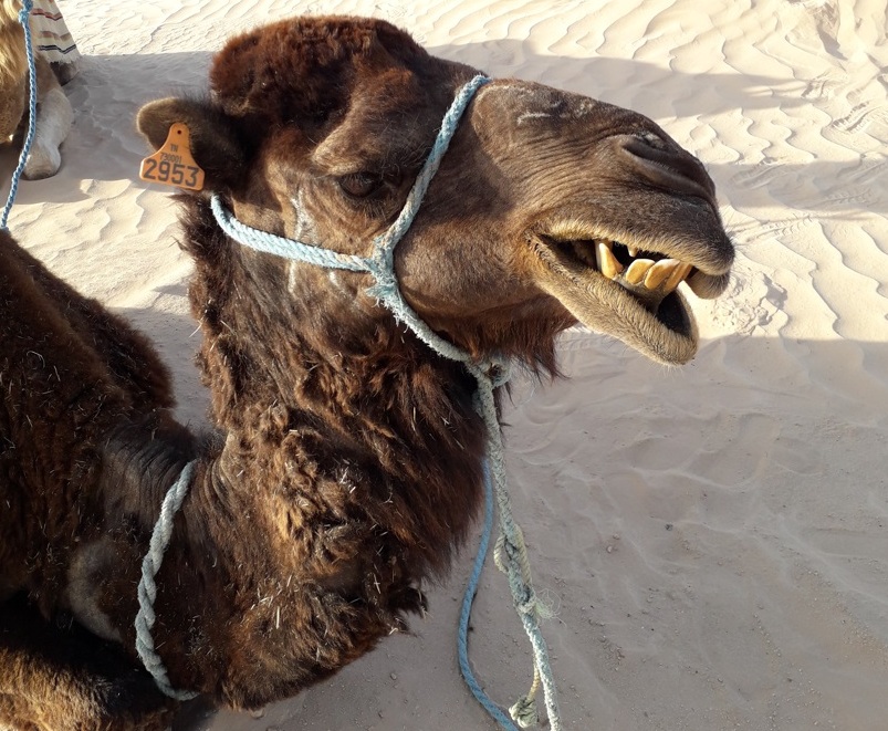 Deserto é entretenimento no Sul da Tunísia Foto Claudio Schapochnik Que Gostoso 3