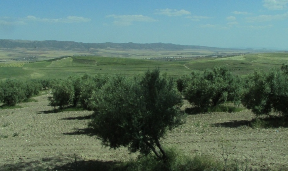 Prova de azeite na Tunísia de 70 milhões de oliveiras Foto Claudio Schapochnik Que Gostoso 2