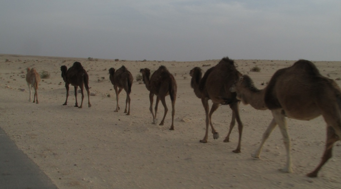 QUE GOSTOSO! mostra belezas e delícias da Tunísia Foto Claudio Schapochnik 10