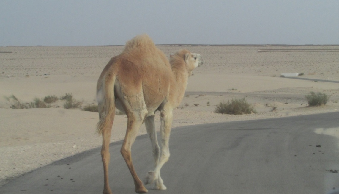 Star Wars real está no deserto tunisiano Foto Claudio Schapochnik Que Gostoso 15