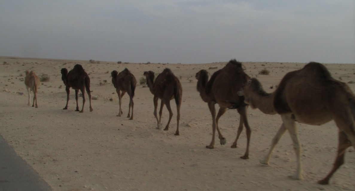 Star Wars real está no deserto tunisiano Foto Claudio Schapochnik Que Gostoso 17