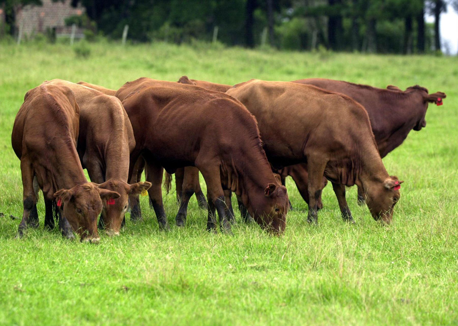 Carne produzida no Pampa conquista selo Foto Antonio Pacheco