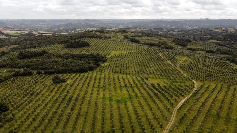 Marca gaúcha de azeite chega ao varejo Foto Divulgação 1