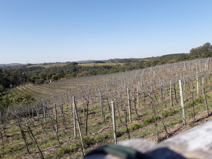 Jundiaí (SP) tem novo restaurante em vinícola Foto Claudio Schapochnik Que Gostoso 1