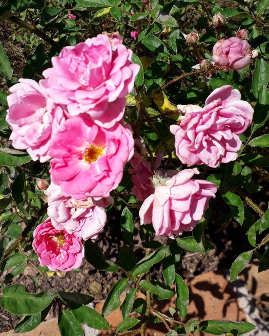 Jundiaí (SP) tem novo restaurante em vinícola Foto Claudio Schapochnik Que Gostoso 3