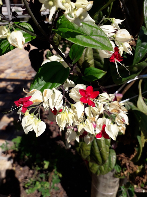 Jundiaí (SP) tem novo restaurante em vinícola Foto Claudio Schapochnik Que Gostoso 6