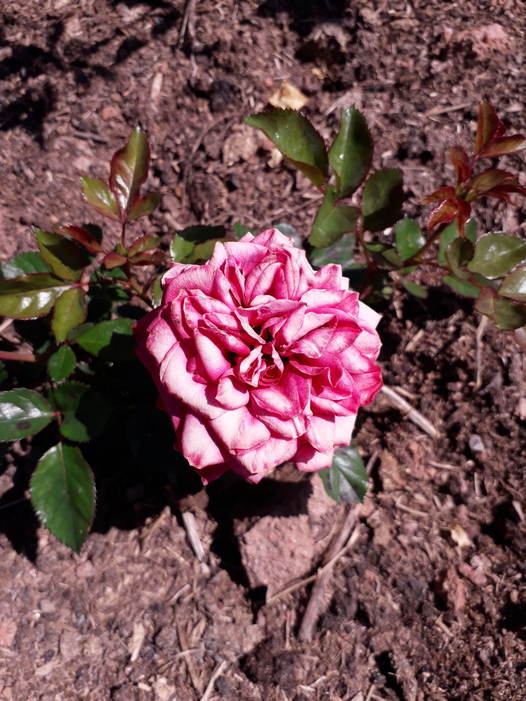 Jundiaí (SP) tem novo restaurante em vinícola Foto Claudio Schapochnik Que Gostoso 8