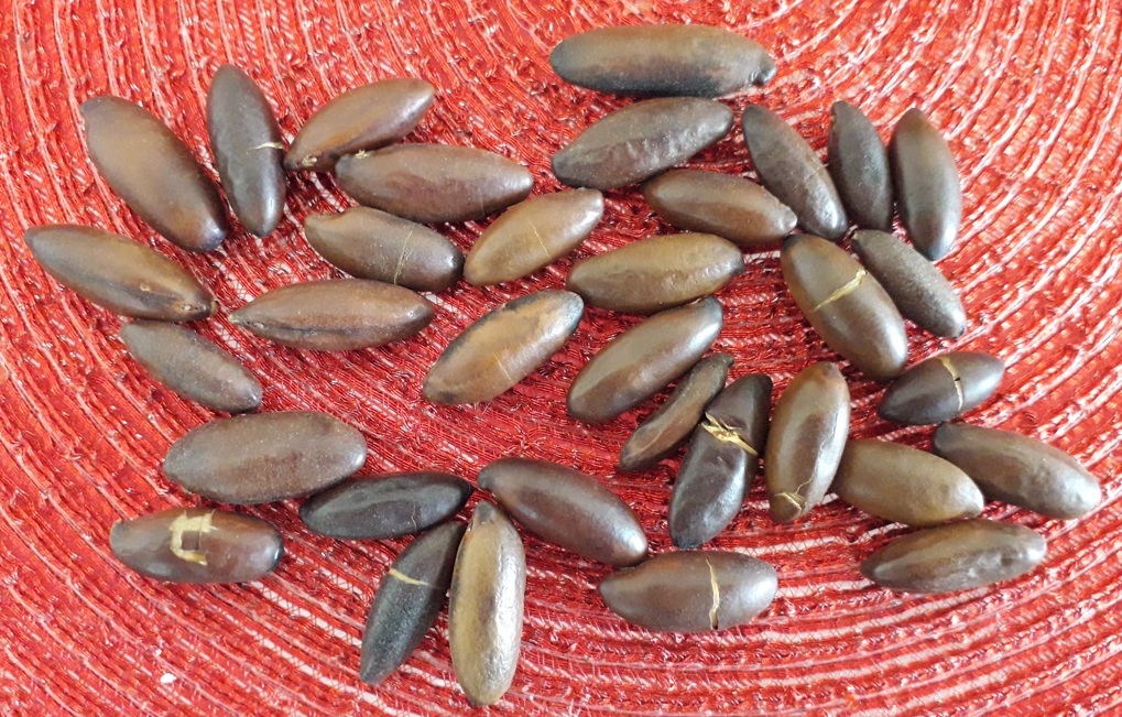 Castanha baru é ótima salgada ou doce Foto Claudio Schapochnik Que Gostoso 4