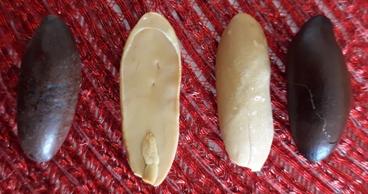 Castanha baru é ótima salgada ou doce Foto Claudio Schapochnik Que Gostoso 6