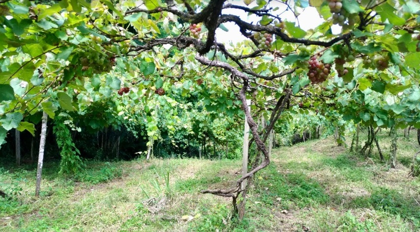Muito prazer, uva Goethe! Foto cedida pela Vinícola Casa Del Nonno 3