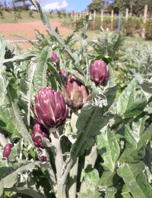 Até alcachofra doce é saborosa na Tia Lina Foto Claudio Schapochnik Que Gostoso 15