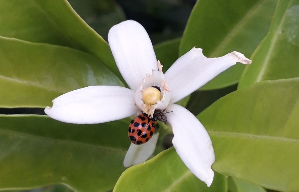 Até alcachofra doce é saborosa na Tia Lina Foto Claudio Schapochnik Que Gostoso 7