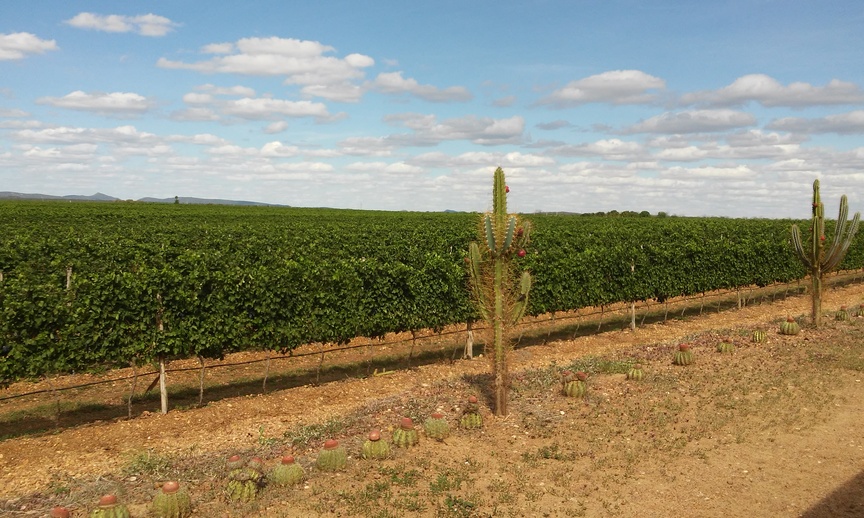 Brasil conquista 1a IG de Vinhos Tropicais Foto Ivanira Falcade 2
