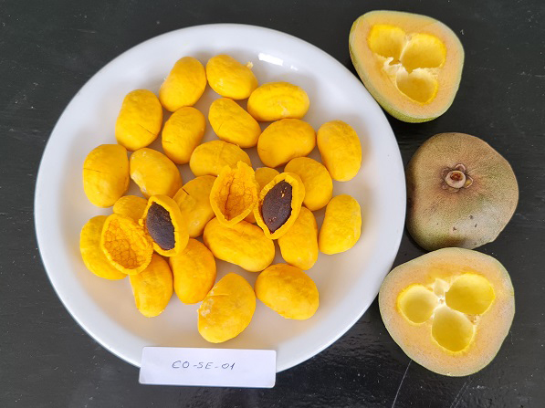 Pequi sem espinho após 25 anos de pesquisa Cultivar GOBRS 101 Foto Ailton Pereira 1
