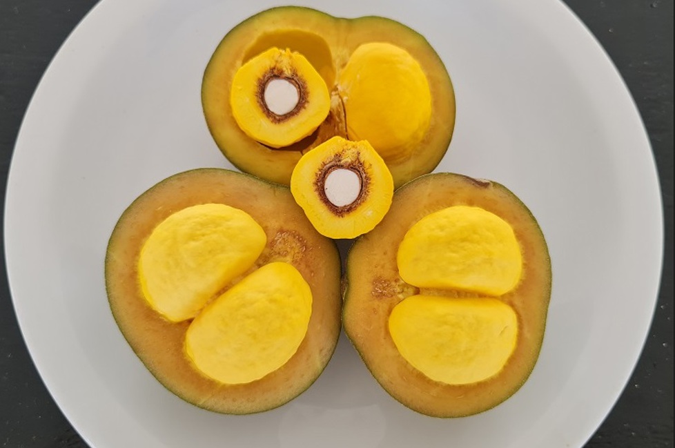 Pequi sem espinho após 25 anos de pesquisa Cultivar GOBRS 103 Foto Ailton Pereira