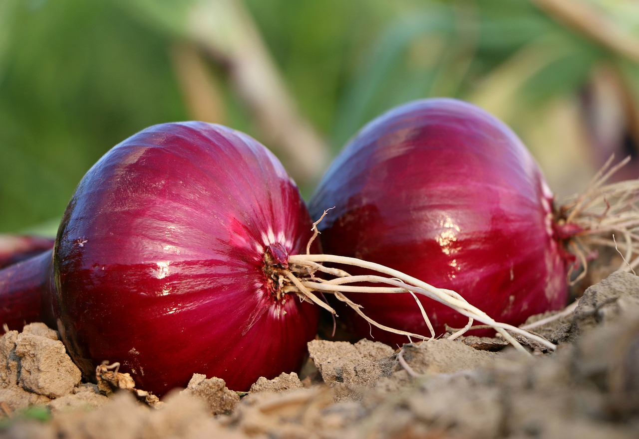 Festa Nacional da Cebola terá Festival Gastronômico Foto svklimkin_Pixabay