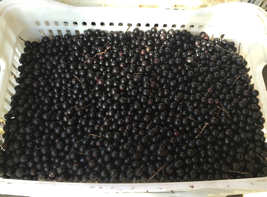 Novos produtos do fruto da palmeira juçara Foto Virgínia da Matta