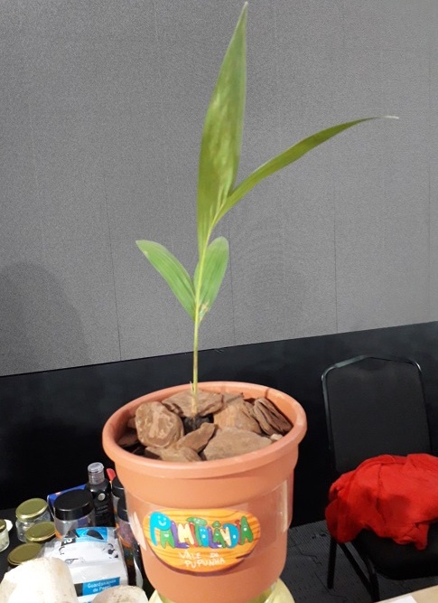 Palmitolândia existe e fica em Iporanga (SP) Foto Claudio Schapochnik Que Gostoso 4