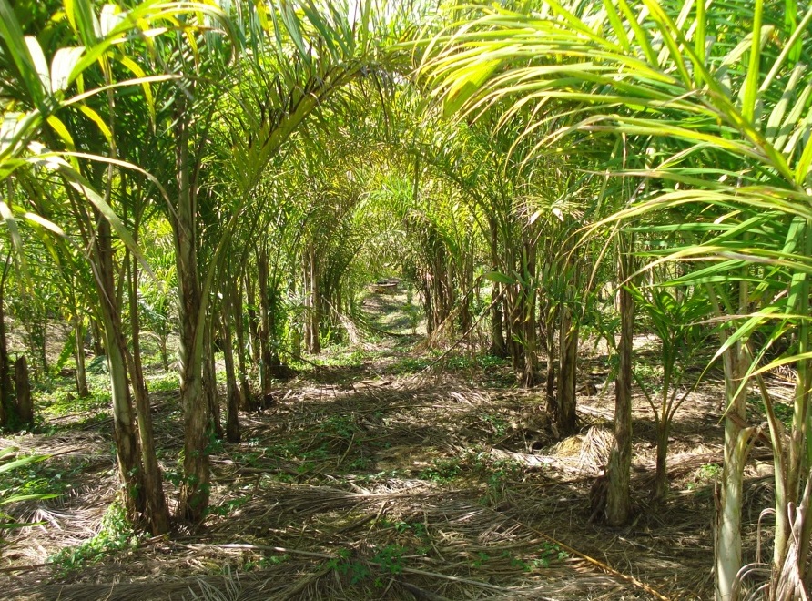 Palmitolândia existe e fica em Iporanga (SP) Pupunheiras Foto Waldir Silva Embrapa