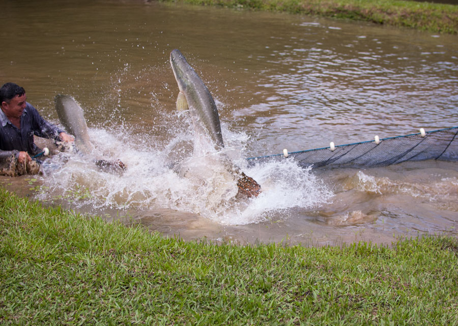 Embrapa desenvolve conserva de pirarucu Foto Vinicius Braga 1
