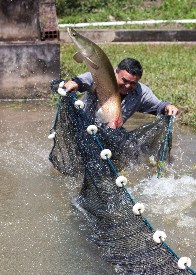 Embrapa desenvolve conserva de pirarucu Foto Vinicius Braga 2