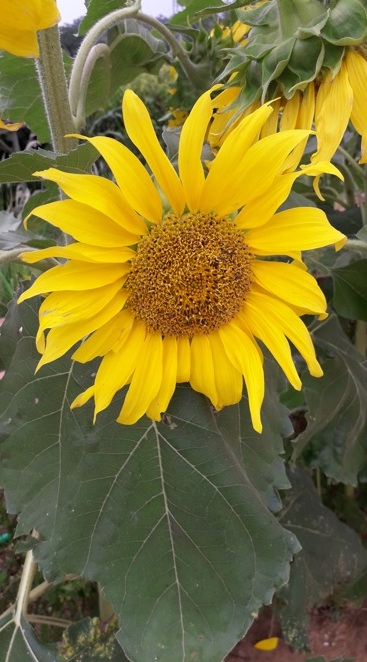 Travitália serve boa massa caseira em Jundiaí Foto Claudio Schapochnik Que Gostoso 11