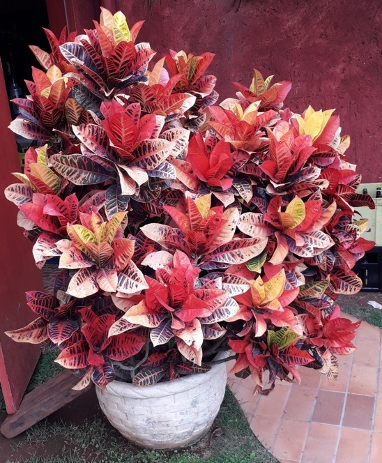 Travitália serve boa massa caseira em Jundiaí Foto Claudio Schapochnik Que Gostoso 6