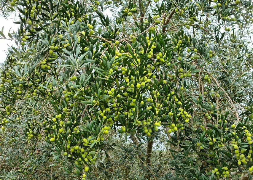 Extração de azeite de oliva no País faz 15 anos Foto Moacir Carvalho