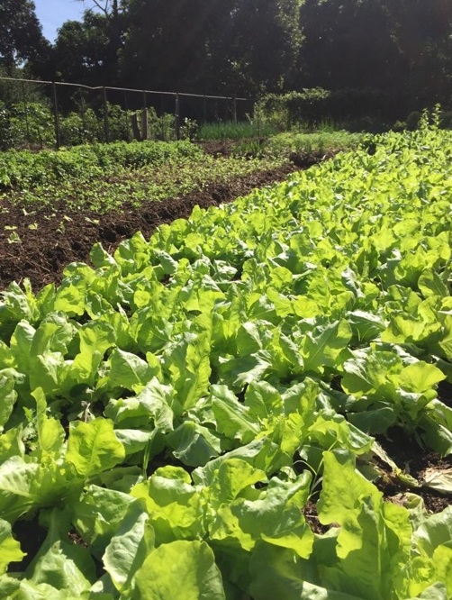 Vinícola Biagi (SP) inicia tour enogastronômico Foto Divulgação 1