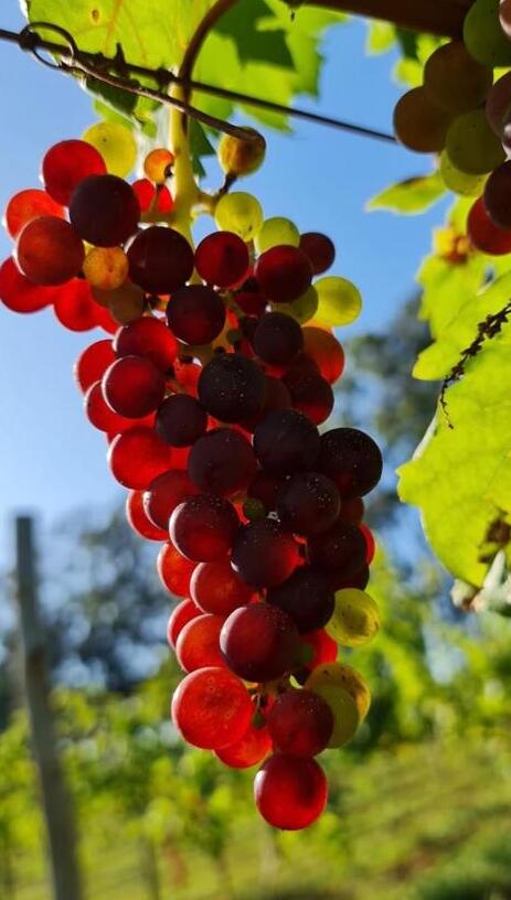 Vinícola Biagi (SP) inicia tour enogastronômico Foto Divulgação 3