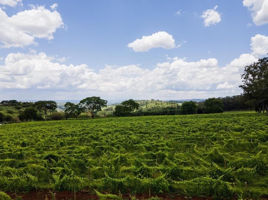 Vinícola Biagi (SP) inicia tour enogastronômico Foto Divulgação 4