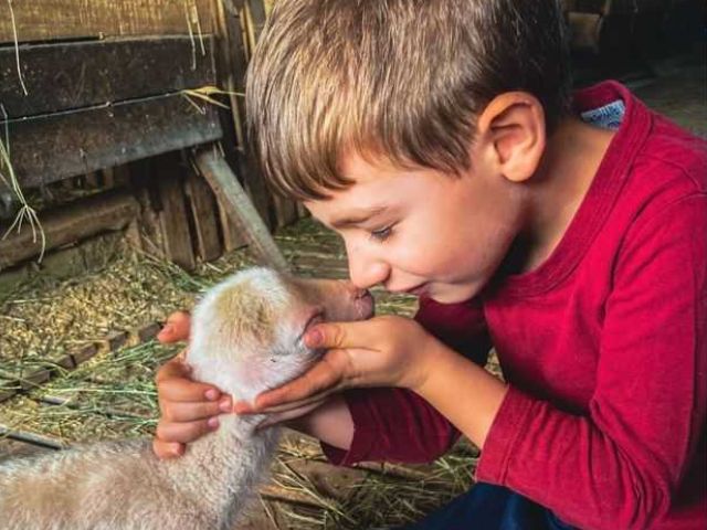 Oeste de SC tem rota com ovelha e culinária Foto Casa Bianchi
