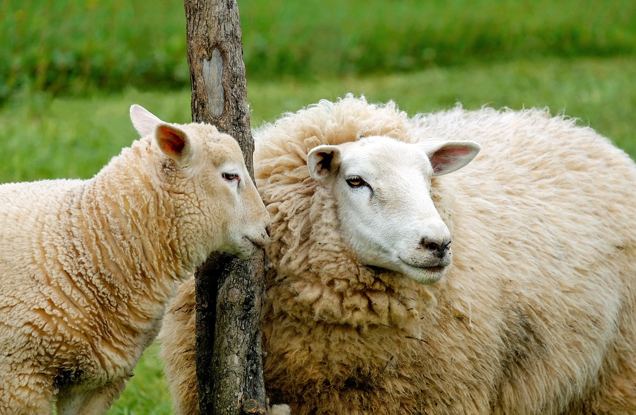 Oeste de SC tem rota com ovelha e culinária Foto Couleur_Pixabay