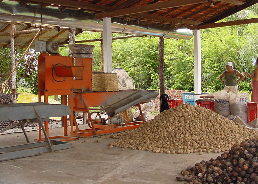 Castanha do coco babaçu vira bebida e “queijo” Foto 1 Divulgação Embrapa Cocais